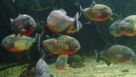 Piranhas Stock Footage 277513348