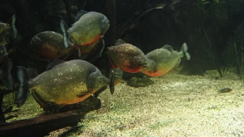 Piranhas Stock Footage 277513361