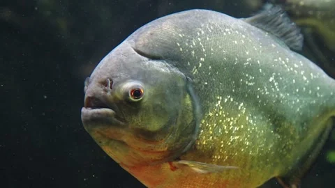 Piranhas Stock Footage 277513406