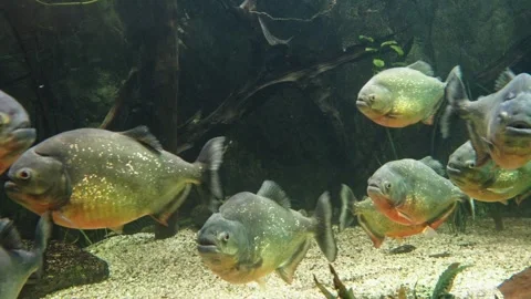 Piranhas Stock Footage 277513465