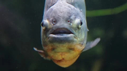Piranhas Stock Footage 277513467