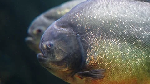 Piranhas Stock Footage 277513469