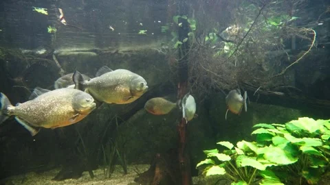 Piranhas Stock Footage 277513516