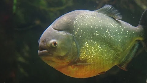 Piranhas Stock Footage 277513548