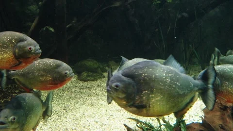 Piranhas Stock Footage 277513569