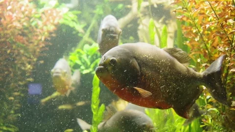 Piranhas in seaweeds 库存影片 95075094