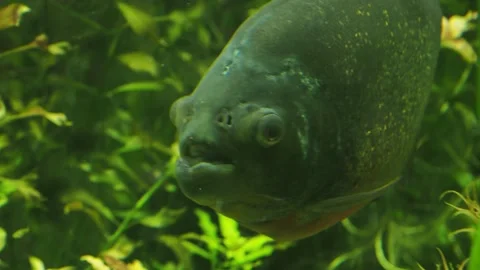 Piranhas in seaweeds Stock Footage 233461030