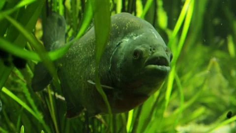 Piranhas in seaweeds Stock Footage 233461156