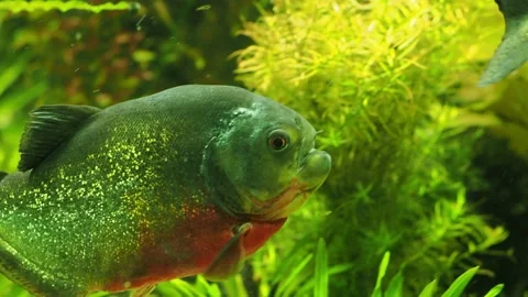 Piranhas in seaweeds Stock Footage 234706182