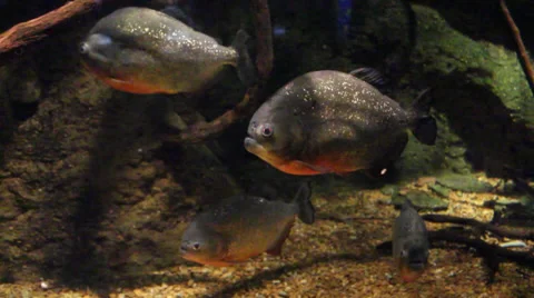 Piranhas in waiting! Video stock 37656661
