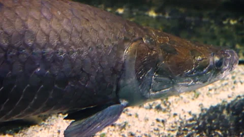 Pirarucu (Arapaima gigas) Видео 205077066