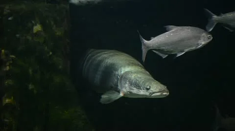 Pirarucu 스톡 동영상 21428450