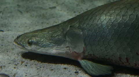 Pirarucu 스톡 동영상 21428455