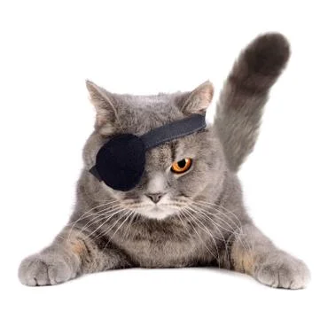 Pirate cat Stock Photos