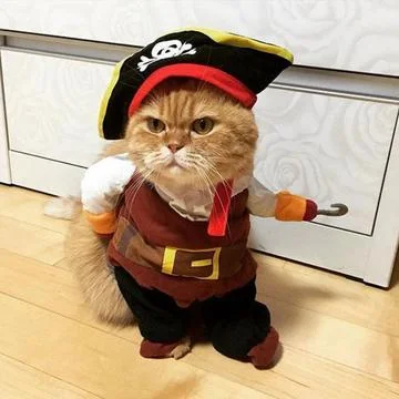 Pirate cat Stock Photos
