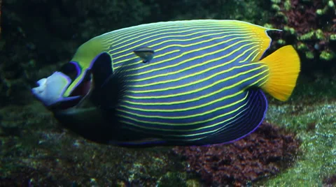 Pirate fish Vidéo 2853985