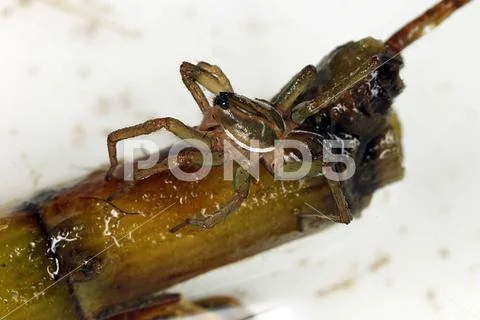 Piratenspinne, Pirata piraticus, Wolf Spider Piratenspinne, Pirata