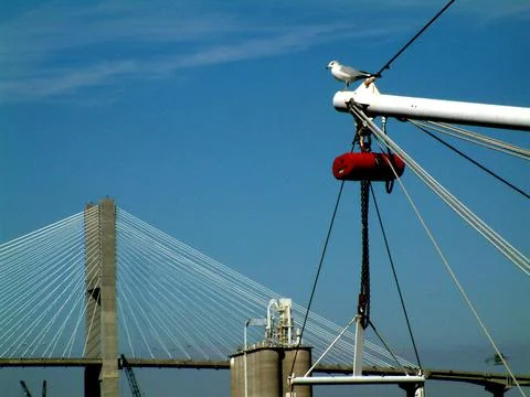 Pirched Seagull Stock Photos