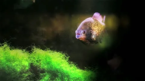 Pirhana Stock Footage 22025285