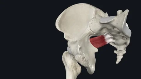 The Piriformis Muscle Is An External (or 