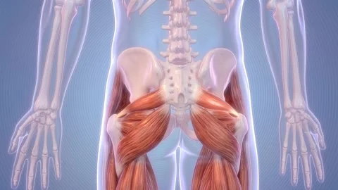 Piriformis muscles anatomy and function in human body Stock Footage 346084243