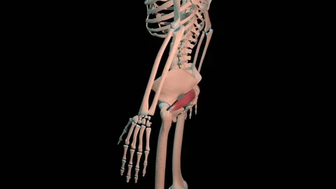 Piriformis Muscles Full Roration Loop Stock Footage 145521998