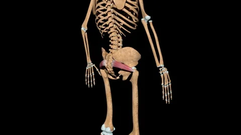 Piriformis Muscles on Skeleton 動画素材 128294708