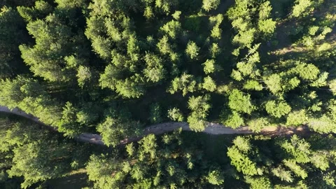 Pirin Forest Sunlight Shadows Bulgaria Stock Footage 343795253