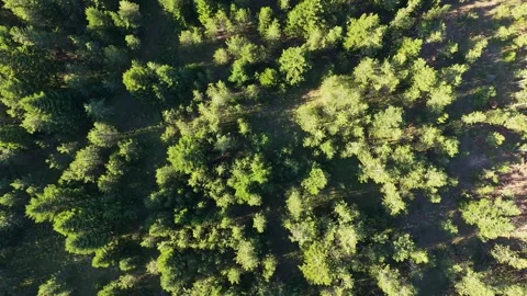 Pirin Forest Top Down View Bulgaria Vídeo Stock 343795113
