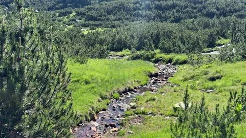 Pirin Mountain Stream Through Green Pine Valley Stock Footage 315447277