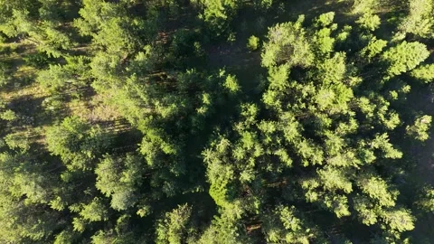 Pirin Pine Forest Aerial Top Down View Bulgaria Stock Footage 343794909
