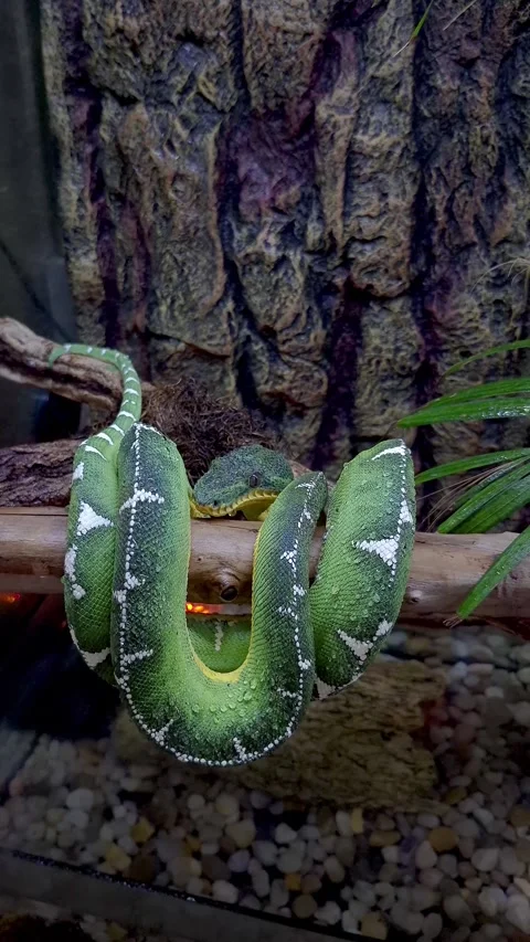 Piriquitamboia settling into a resting position on a tree trunk vertical. Stock Footage 333872573
