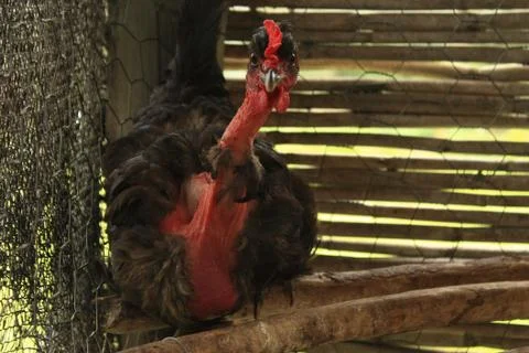 Piroca Hen Stock Photos