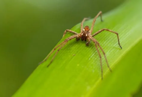 Pisaura mirabilis Stock Photos