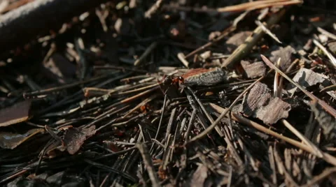 Pismire pulling a load Stock Footage