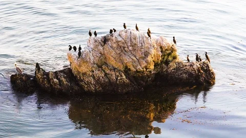 Pismo Beach Cliffs and Flock of Birds. Flock of Pelicans and Cormorants Video stock 117972568