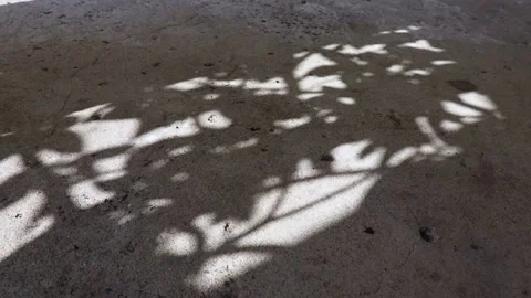 Pisonia grandis tree leaf shadows reflected on a concrete floor Stock Footage 148067319