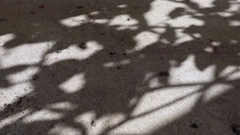 Pisonia grandis tree leaf shadows reflected on a concrete floor Stock Footage 148069977