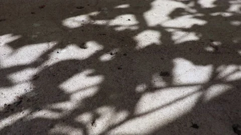 Pisonia grandis tree leaf shadows reflected on a concrete floor Stock Footage 148070619