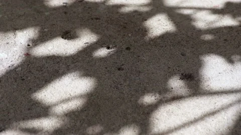Pisonia grandis tree leaf shadows reflected on a concrete floor Stock Footage 148070965