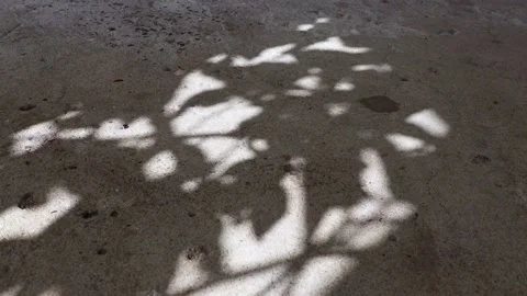 Pisonia grandis tree leaf shadows reflected on a concrete floor Stock Footage 148071834