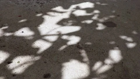 Pisonia grandis tree leaf shadows reflected on a concrete floor Stock Footage 148072258