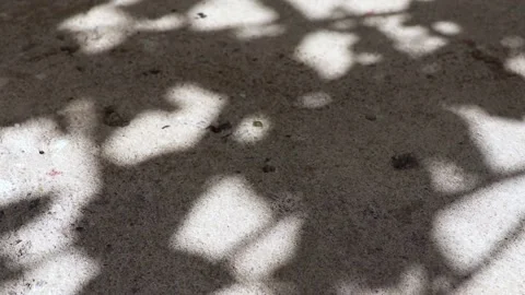 Pisonia grandis tree leaf shadows reflected on a concrete floor Stock Footage 148075154