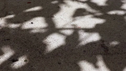 Pisonia grandis tree leaf shadows reflected on a concrete floor Stock Footage 148075435