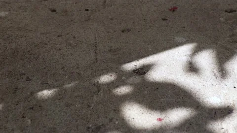Pisonia grandis tree leaf shadows reflected on a concrete floor Stock Footage 148075479
