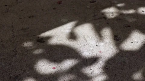 Pisonia grandis tree leaf shadows reflected on a concrete floor Stock Footage 148076159