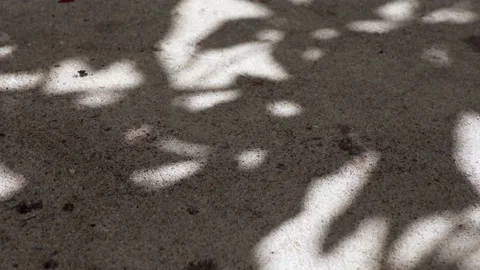 Pisonia grandis tree leaf shadows reflected on a concrete floor Video stock 148076279