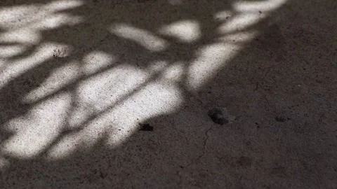 Pisonia grandis tree leaf shadows reflected on a concrete floor Stock Footage 148077224