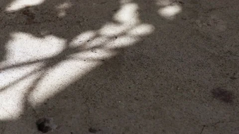 Pisonia grandis tree leaf shadows reflected on a concrete floor Stock Footage 148077626