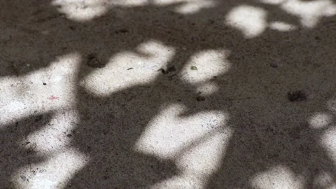 Pisonia grandis tree leaf shadows reflected on a concrete floor Stock Footage 148078058